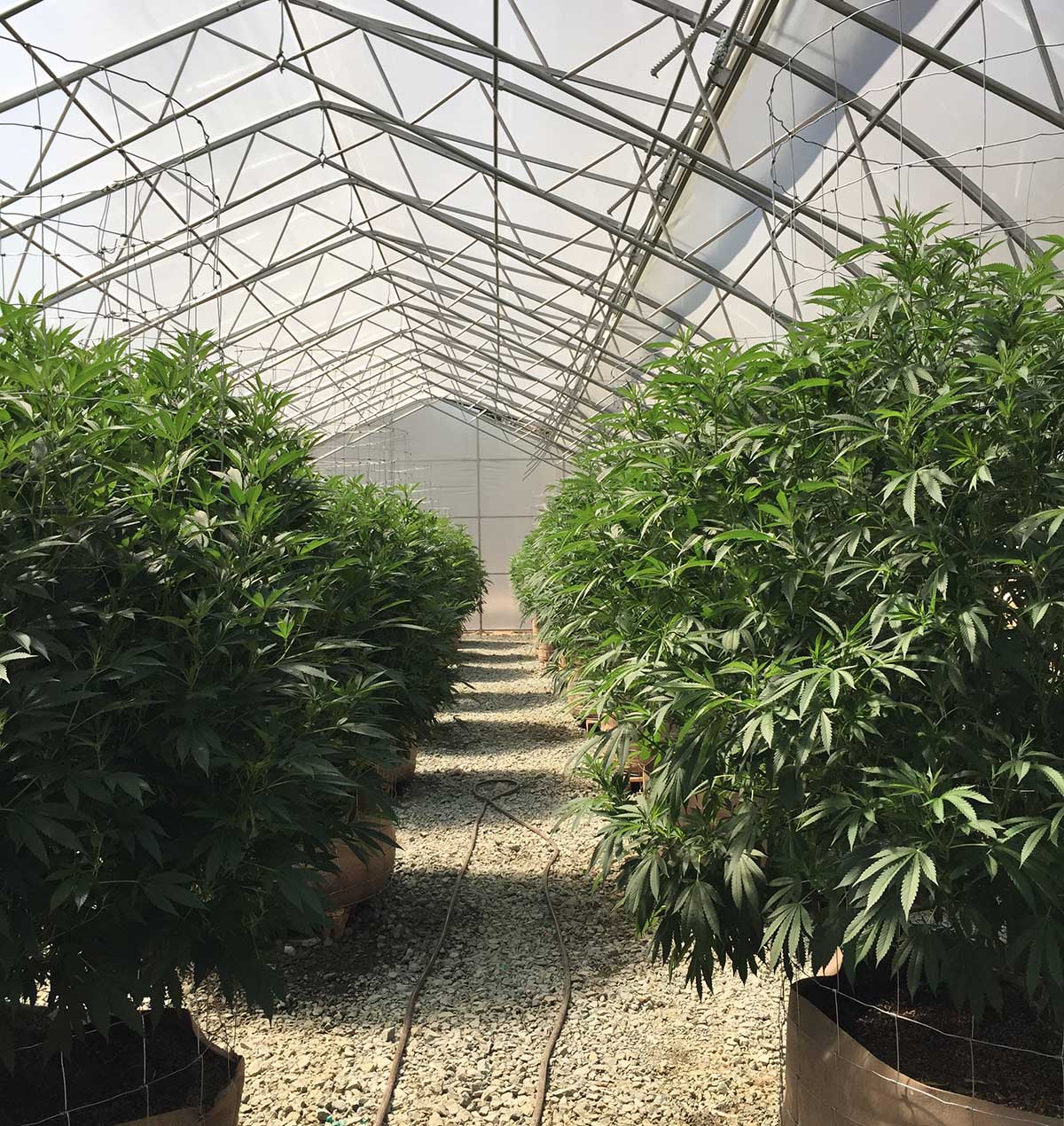 Interior of a 35ft. Light Dep Greenhouse