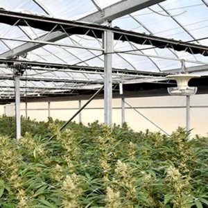 Interior blackout cannabis greenhouses